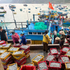 Bình Định: Ngư dân trúng mùa cá cơm